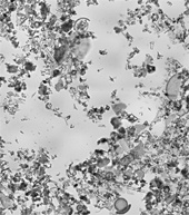 Diatomaceous Earth (Food Grade)